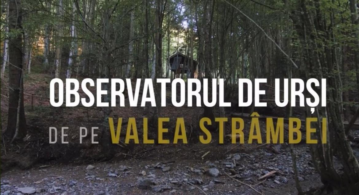 Отель Valea Salbatica Sinca Noua Экстерьер фото