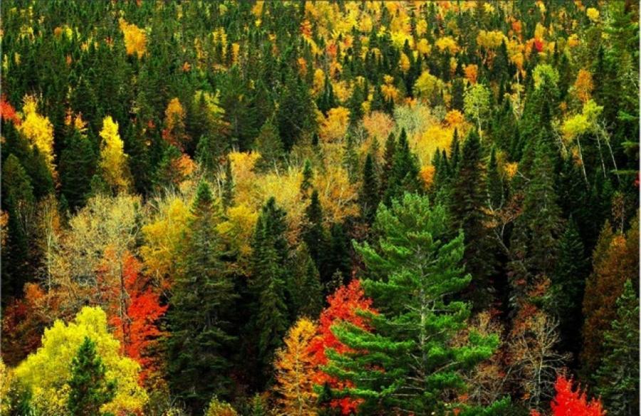 Отель Valea Salbatica Sinca Noua Экстерьер фото