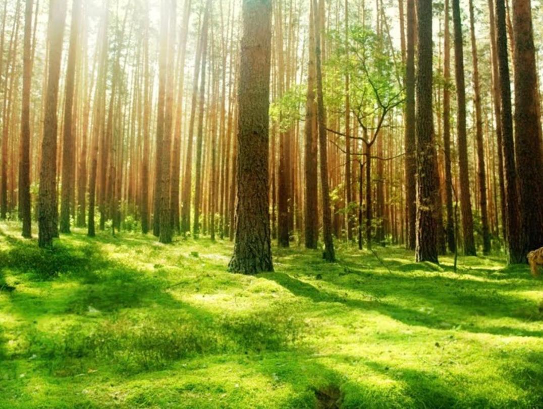 Отель Valea Salbatica Sinca Noua Экстерьер фото